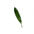 Cordyline Leaves - Green Ti